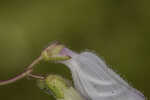 Manyflower beardtongue